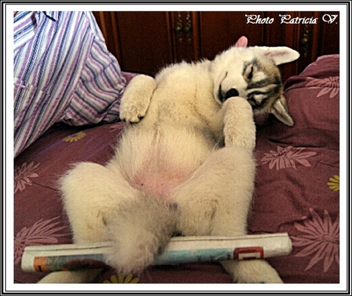 Les 1001 façons de dormir du Husky