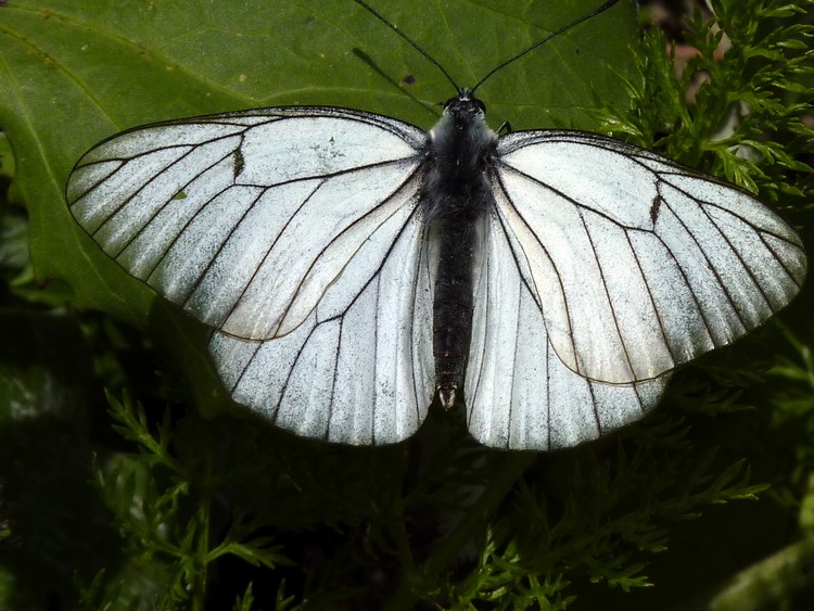 Papillon blanc
