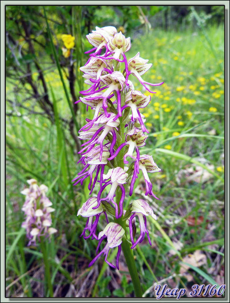 Orchidée orchis singe (Orchis simia) - Pont-en-Royans - 38  (Flore)