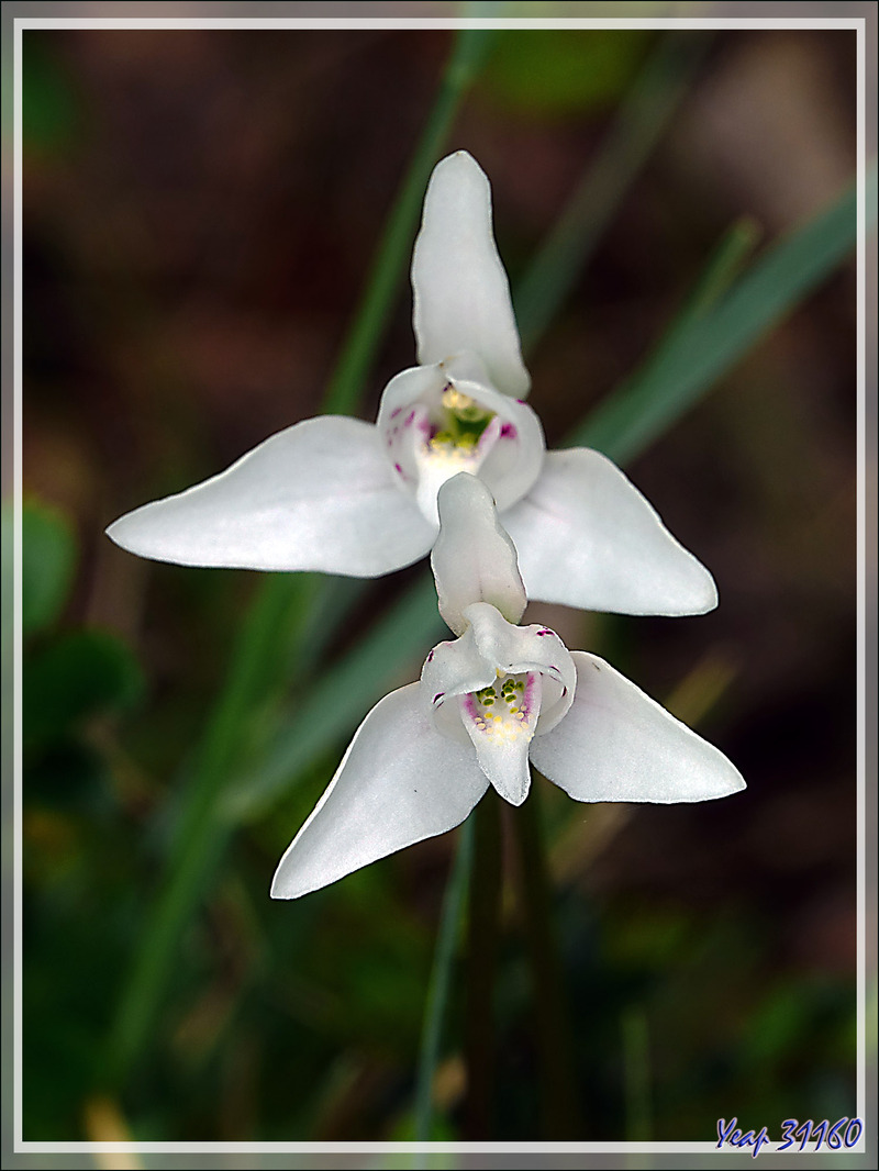 Orchidée Palomita, Petite Colombe (Codonorchis lessonii) - Peninsula de Magallanes - Patagonie - Argentine