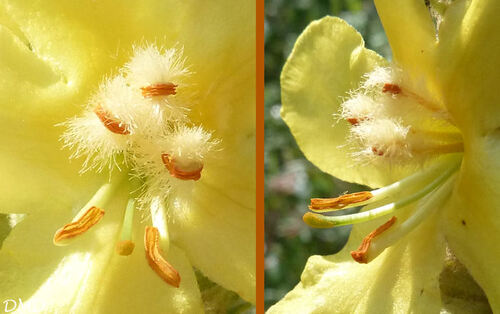 Verbascum densiflorum  = Verbascum thapsiforme  -  verbascum à fleurs denses