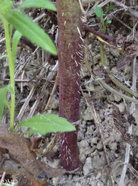 Lactuca serriola - laitue scariole