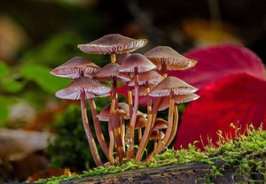 Les champipi, les champignons.....