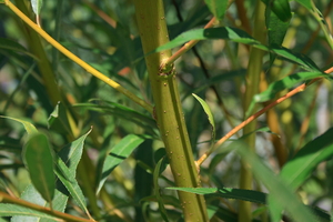 sauleBoisJaune