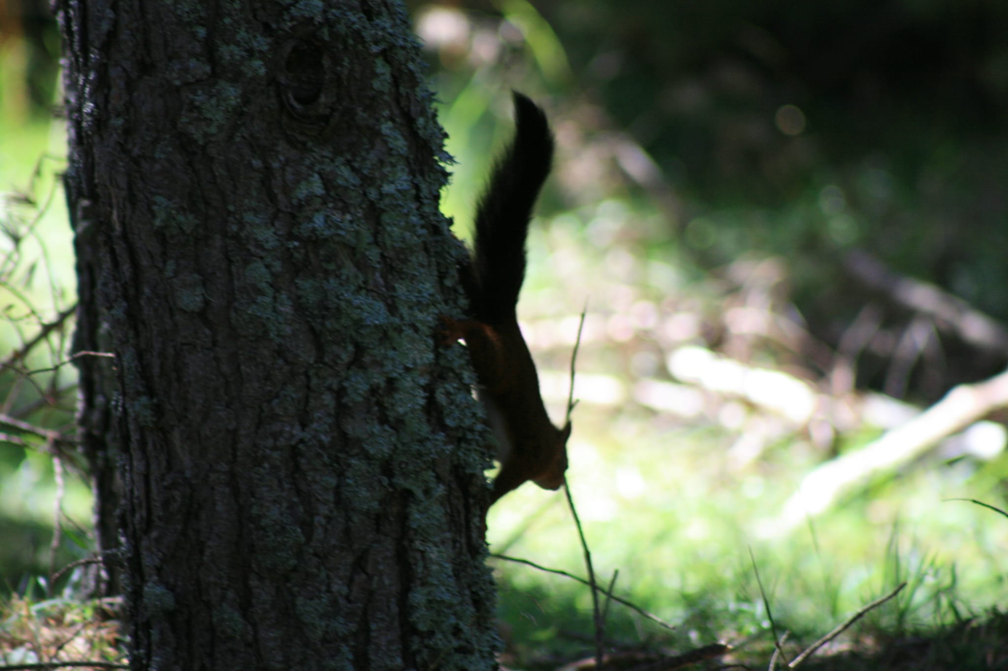 Peut être une image de martre des pins et tamia