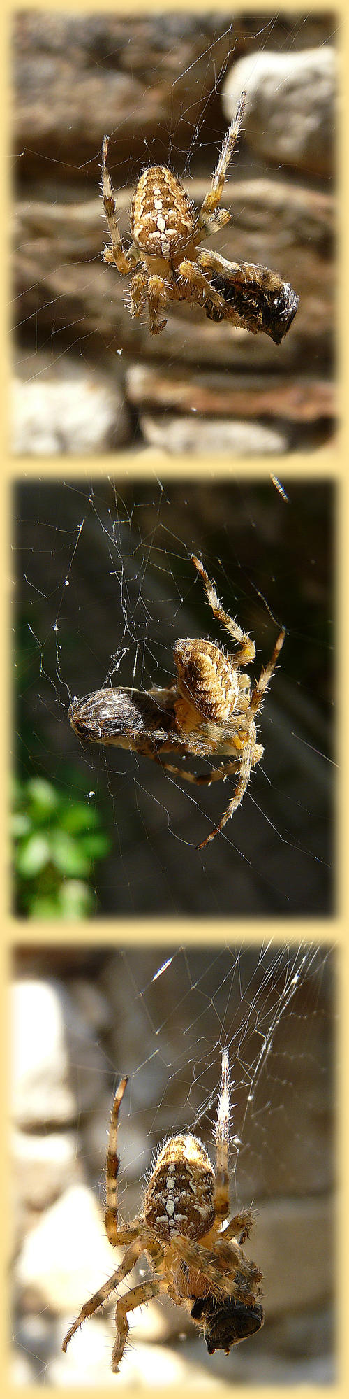Araignée bien velue: l'épeire diadème après capture d'une proie - Lartigau - Milhas - 31