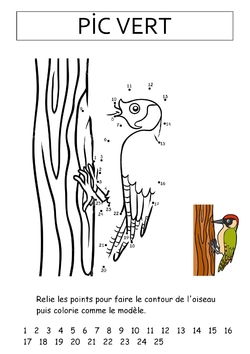 Le cahier des oiseaux (2)