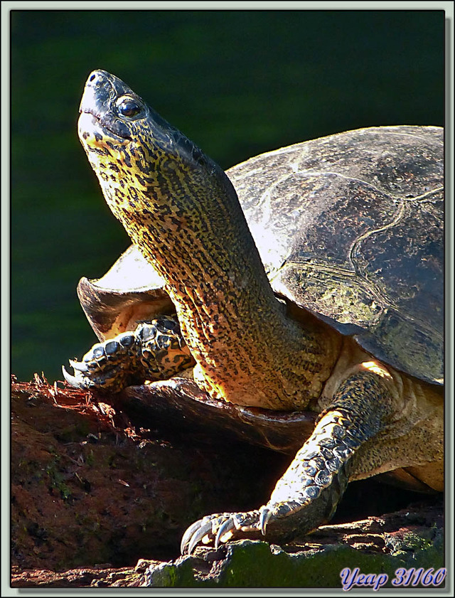 Blog de images-du-pays-des-ours : Images du Pays des Ours (et d'ailleurs ...), Tortue d'eau douce (terrestre mais vit près de l'eau) - Tortuguero - Costa Rica