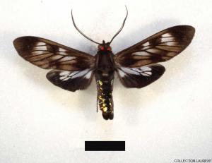Heliura