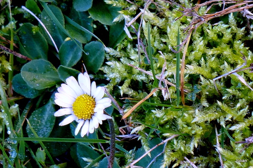 Petites fleurs blanches