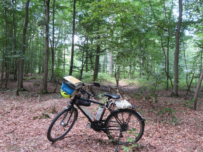 Randonnée jusqu'à Melun, en passant par les bords de Seine, forêts de Seinart, de Rougeau... (108 km)