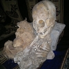 Le crâne découvert au Pérou 1