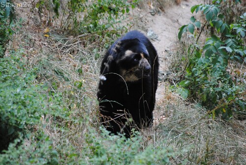 (7) L'ours à lunettes.