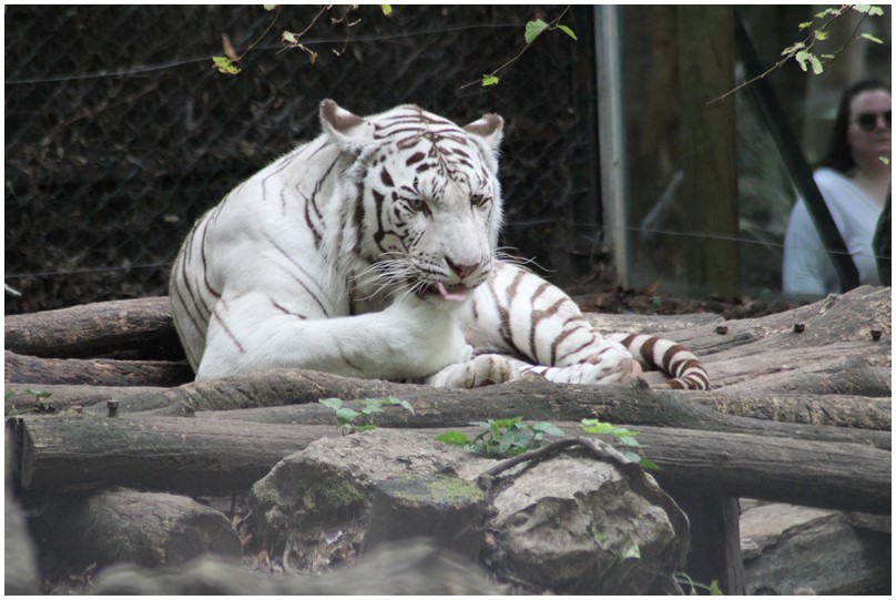 Au zoo de Beauval-13-Le tigre blanc
