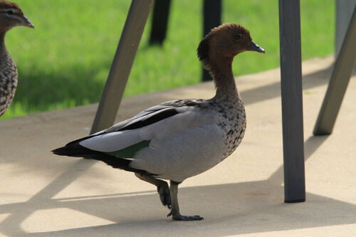 Canard à Crinière (Australian Wood Duck) Australie