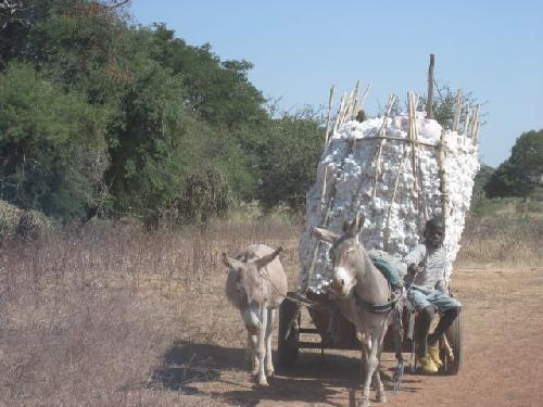 Burkina Transport du coton