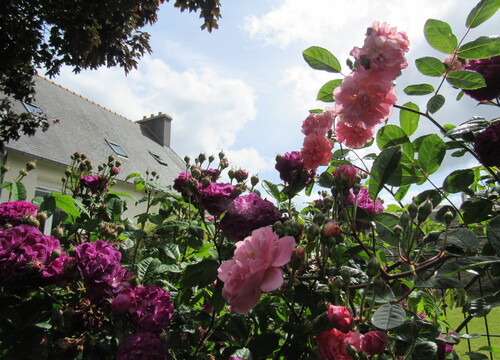 Jardin d'ailleurs... chez Marie, "Au nom de la rose"