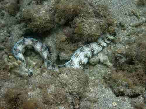 Rêverie sous-marine à La Réunion
