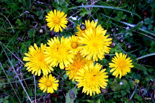 Fleurs sauvages : jaune !