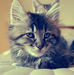 Miaou