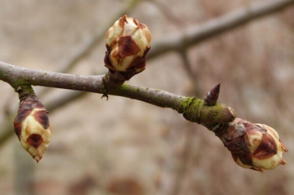 poirier sucrée de montluçon bourgeons