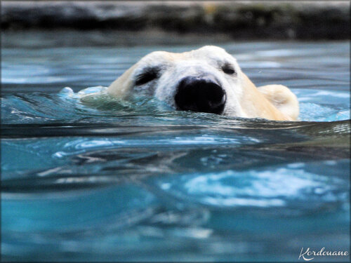 Taïko, L'ours polaire du Zoo de la Flèche