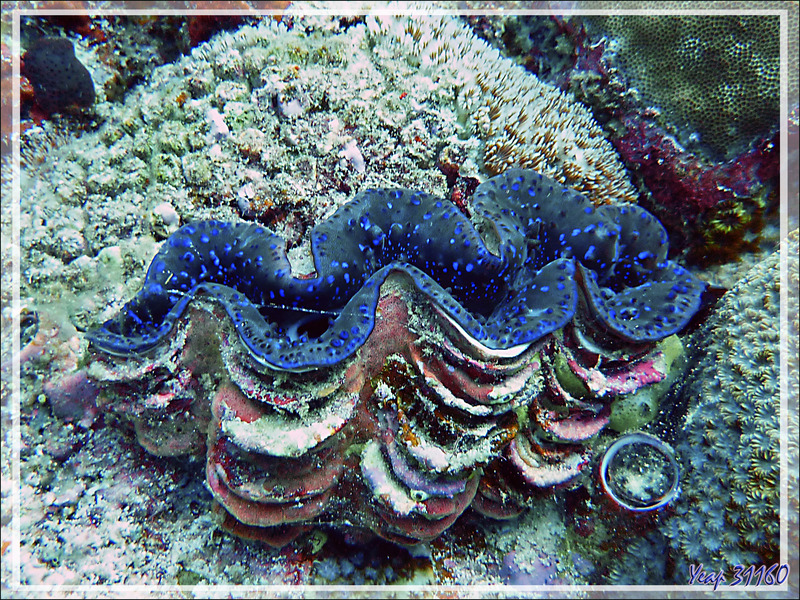 Grand bénitier gaufré, Manteau de lumière, Fluted giant clam, Squamose giant clam, Scaly clam (Tridacna squamosa) - Moofushi - Atoll d'Ari - Maldives