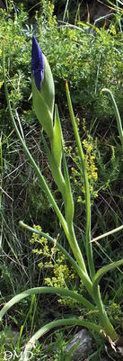 Iris latifolia   -   iris des Pyrénées