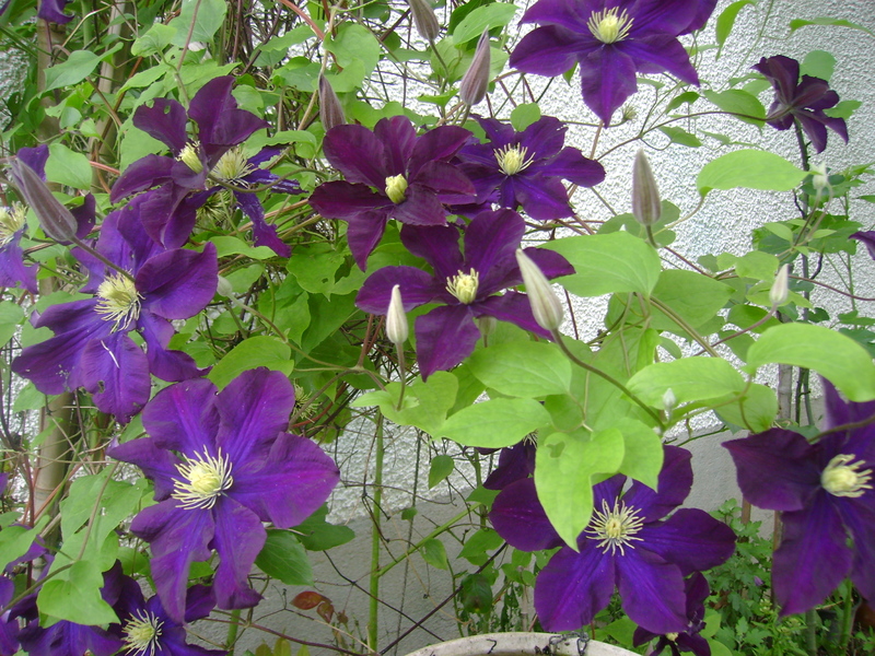 MON JARDIN DE FLEURS EN JUILLET .