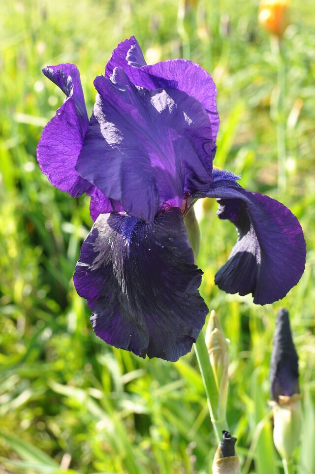 Iris time