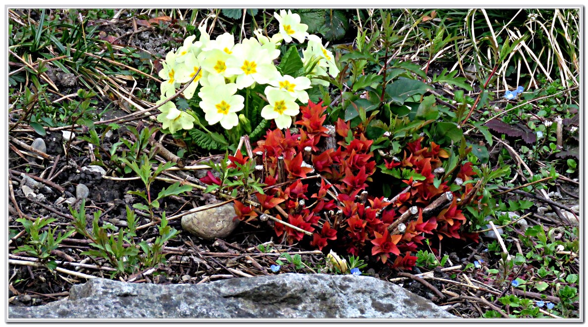 LES PREMIERES FLEURS 2019