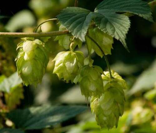 Vertus médicinales des plantes sauvages : Houblon