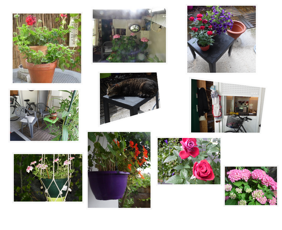 Dans mon jardinet ...