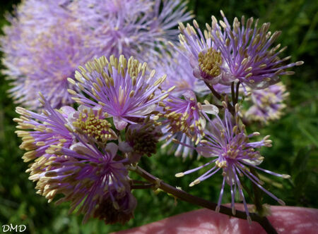 Thalictrum aquilegiifolium  -  pigamon à feuilles d'ancolie