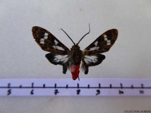 Heliura
