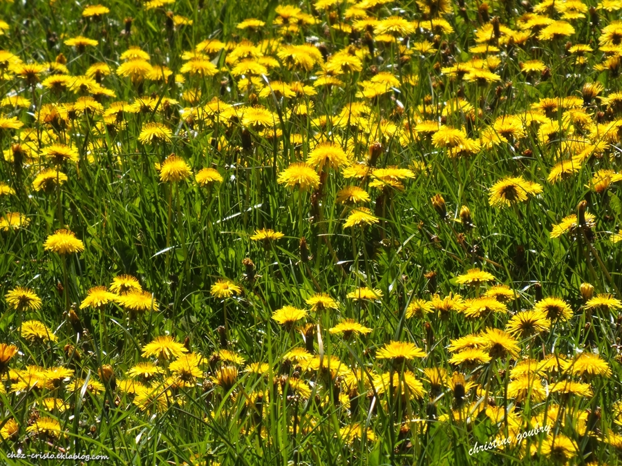 Marée Jaune