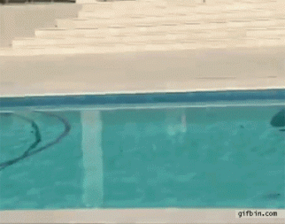 http://static.skynetblogs.be/media/62537/1346171915_cat_escapes_dog_by_surfing_across_the_swimming_pool.gif