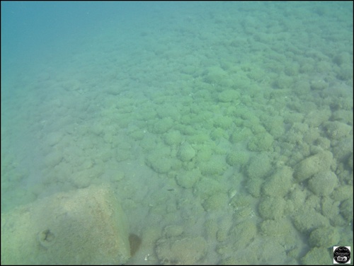 Grèce, vue sous-marine, de la mer Egée, île de Rhodes