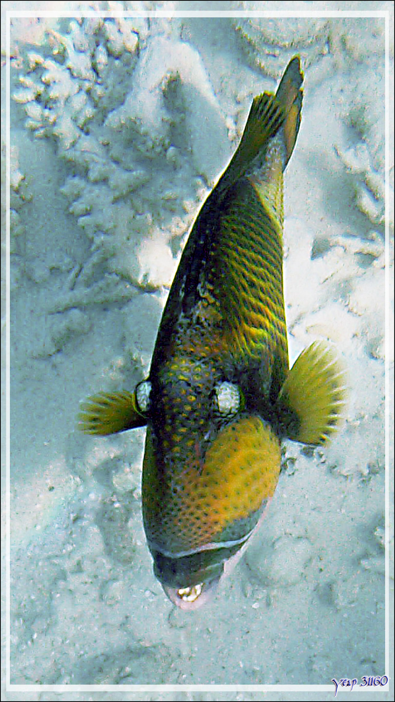 Baliste à moustache ou titan, Giant trigger-fish (Balistoides viridescens) - Snorkeling à Thudufushi - Atoll d'Ari - Maldives