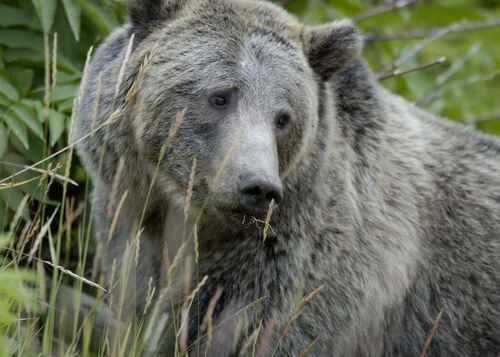 Patrimoine mondial de l'Unesco : Le parc national de Yellowstone - Etats-Unis -