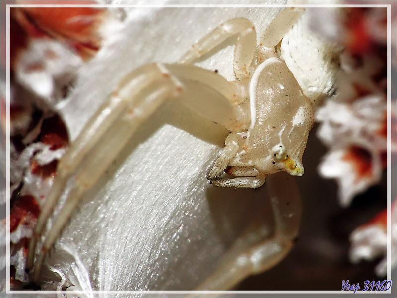 Araignée crabe Thomise enflée (Thomisus onustus) - Originaire de La Couarde - Île de Ré - 17
