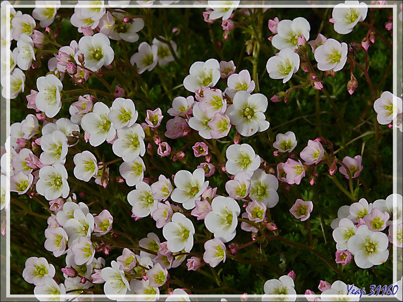 Peut-être une saxifrage ? - Tierra del Fuego - Argentine