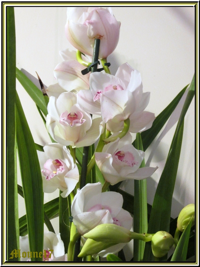 Exposition d'orchidées à La Jarne (17)