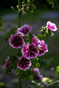 Malva sylvestris Zebrina