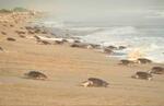 Au Mexique, les tortues affluent sur les plages pour pondre