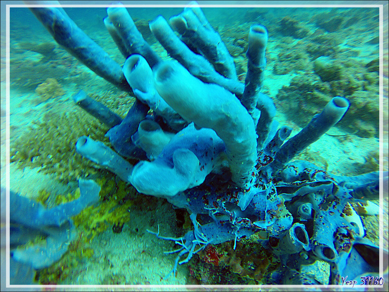Éponge tubulaire bleue Haliclone pâle, Colonial tube-sponge (Siphonochalina siphonella) - Nosy Mitsio - Madagascar