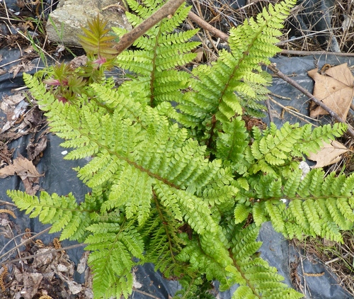 plantes d'ombre