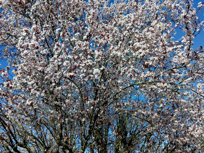 le printemps est en avance