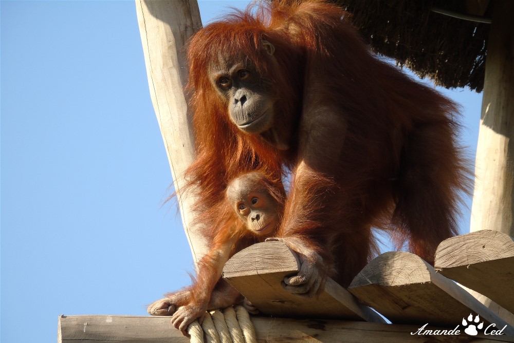 Famille Orangs-outans