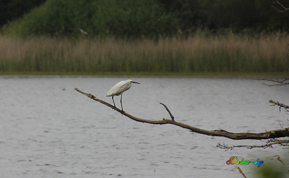 aigrette 